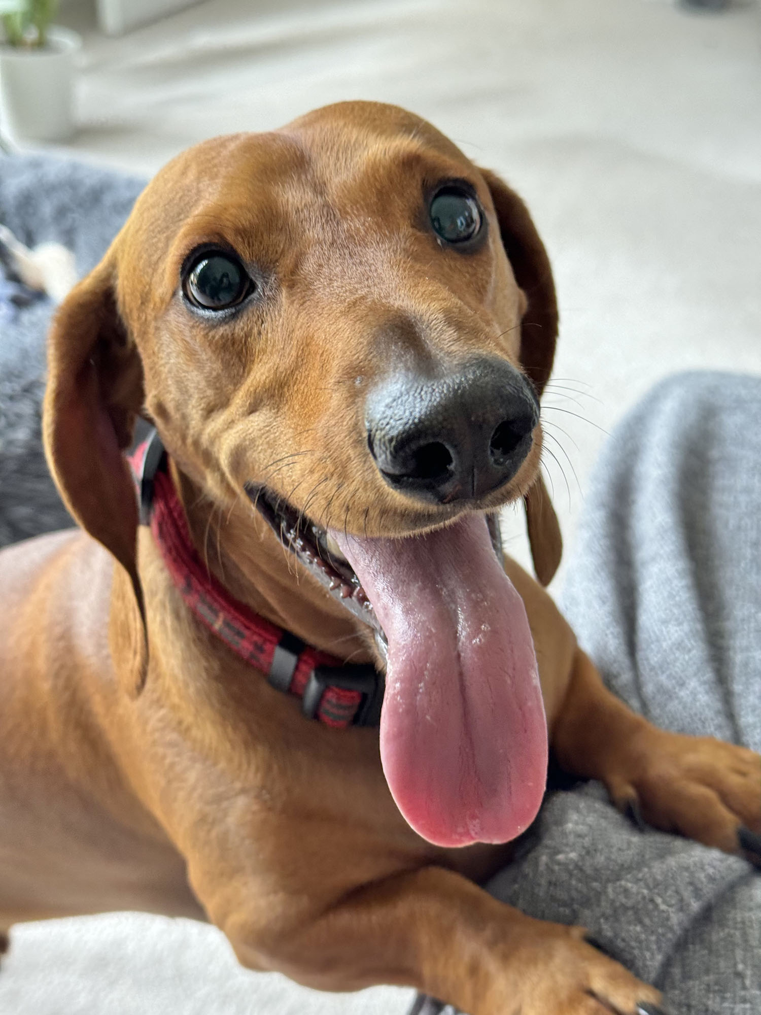 Dachshund dog with his tongue out and looking happy.