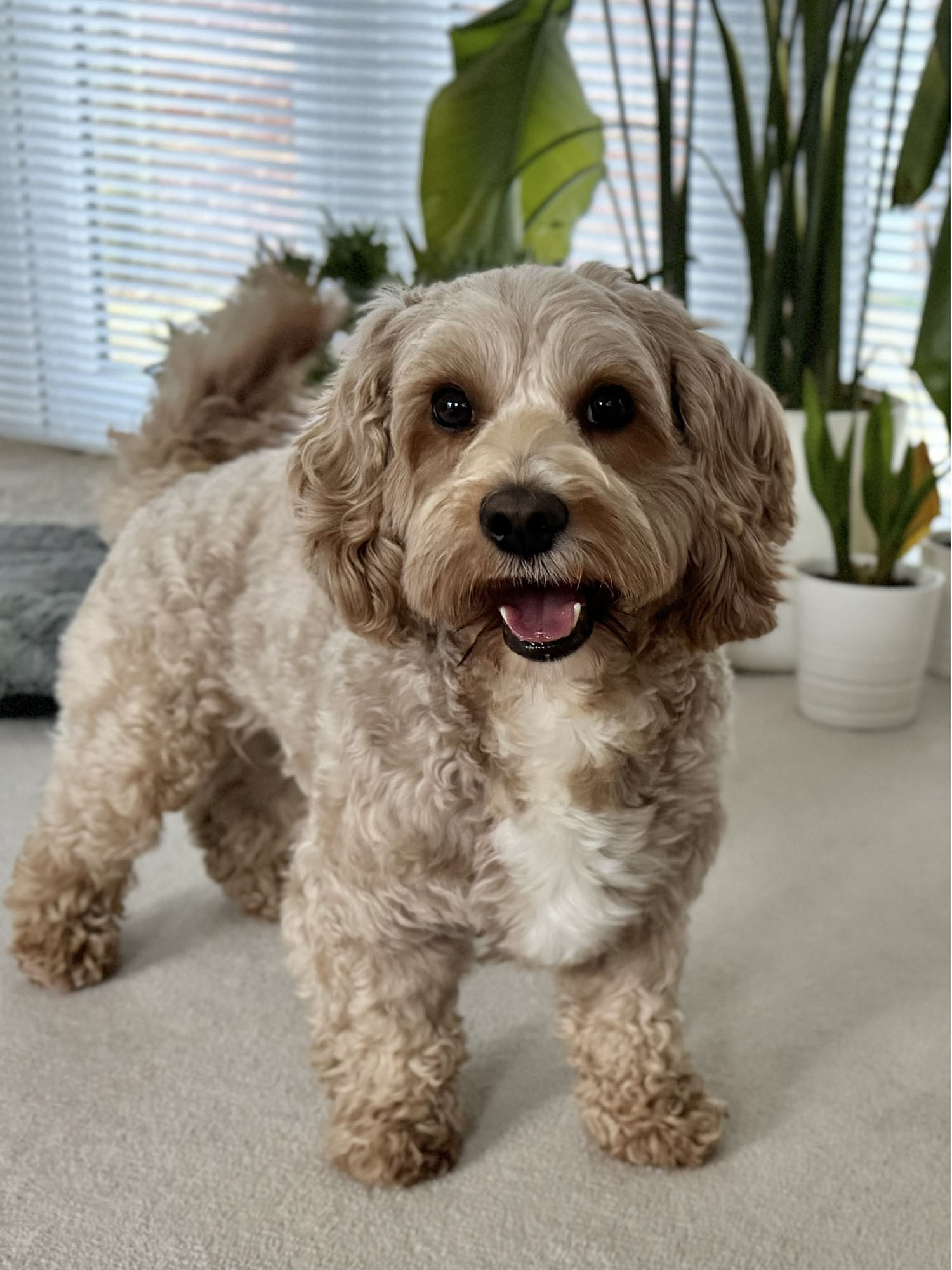 Cavapoochon dog smiling,