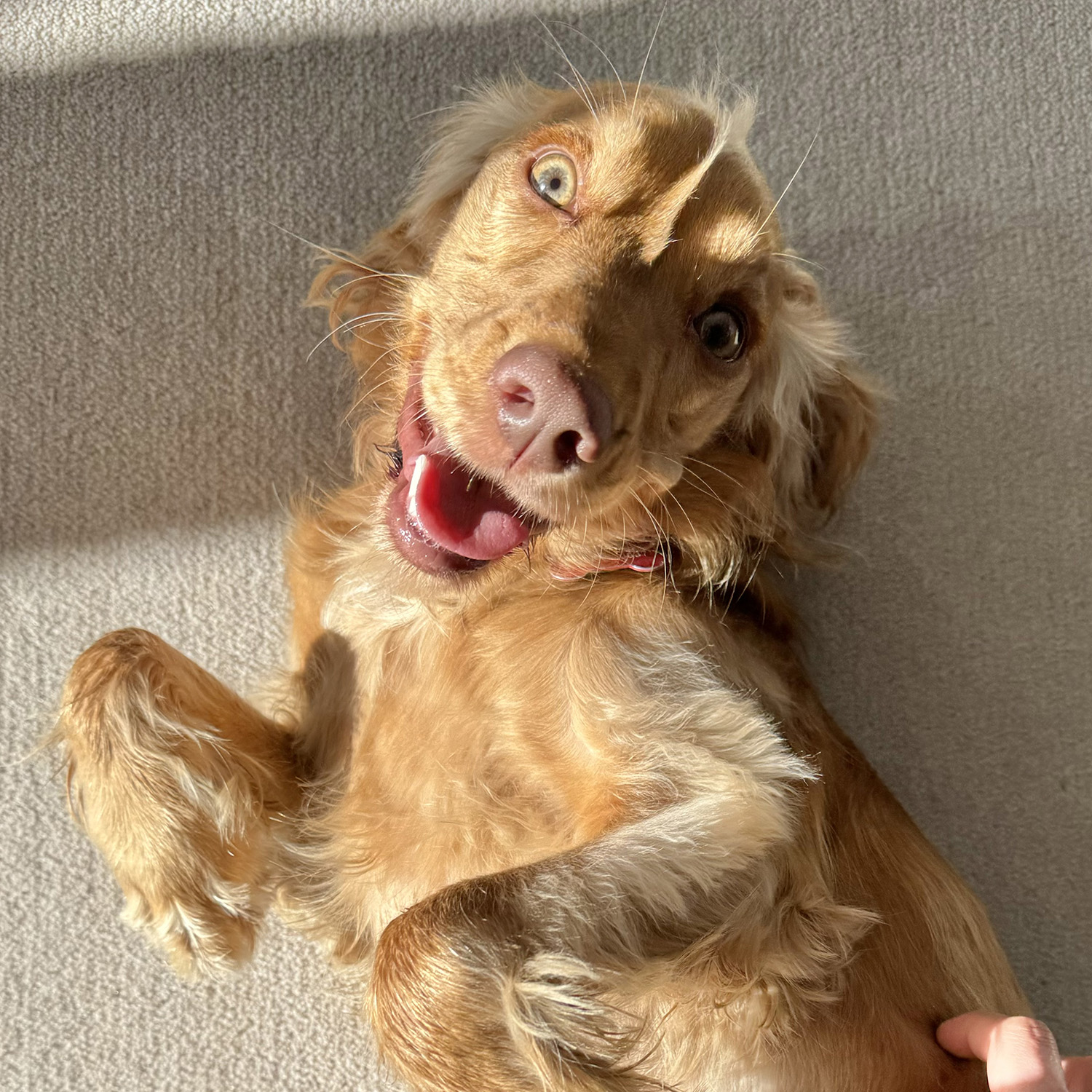 Beautiful golden Cocker Spaniel belly up on a carpet floor looking happy.