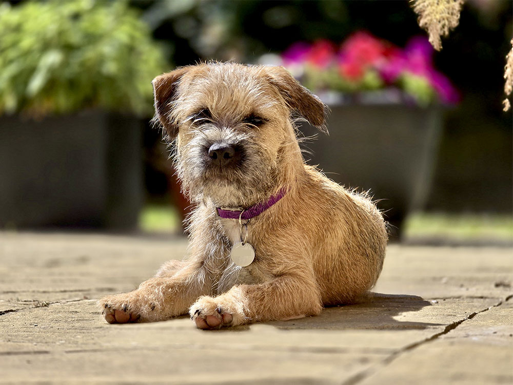 Handsome Cavapoochon dog posing happily for a photoshoot.